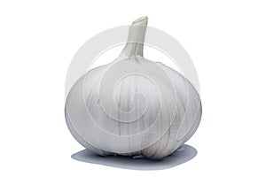 1 white garlic and white background