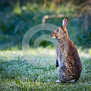 1 Wild common rabbit (Oryctolagus cuniculus) sitting on hind in a meadow surrounded by grass and dew