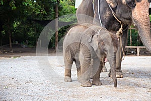 1 year baby Asian elephant with mother