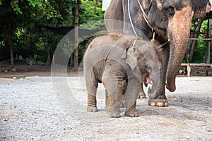 1 year baby Asian elephant with mother