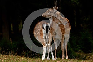 1 year fawn male, and one adult female doe of fallow deer in a forest in Sweden