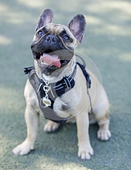 1-Year-Old Fawn Male French Bulldog Puppy Sticking Out Tongue and Looking Up