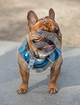 1-Year-Old Red Fawn Male Frenchie Standing and Looking Away
