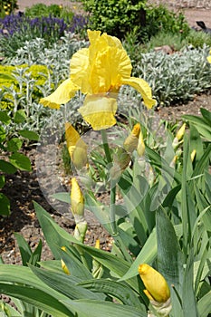 1 yellow flower and buds of Iris germanica in May