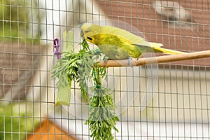 1 yellow and green budgie Melopsittacus undulatus, in outdoor aviary