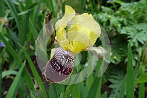 1 yellow, purple and white flower of Iris germanica