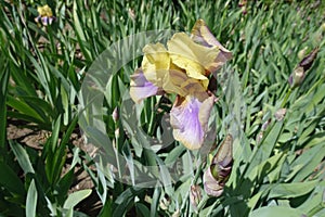 1 yellow and violet flower of Iris germanica in May