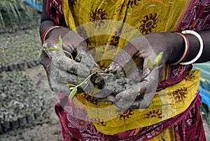 10 Million Tree Plantation in Sunderban