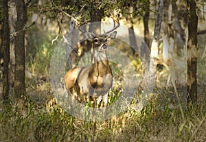 10 point buck standing at attention