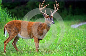 10 point Buck white tail deer