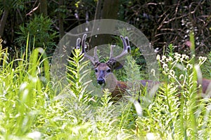 10 Point White-tailed Deer Buck  704041