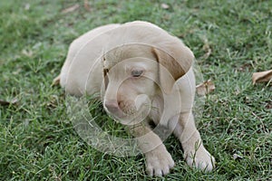 10 week old Labrador puppy sitting in a home grass.