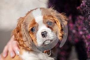 10 weeks old cavalier king charles spaniel