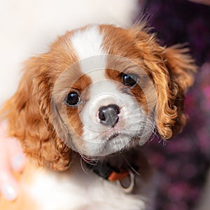 10 weeks old cavalier king charles spaniel