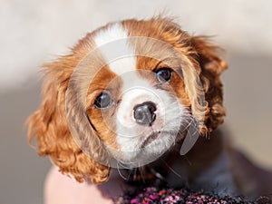 10 weeks old cavalier king charles spaniel