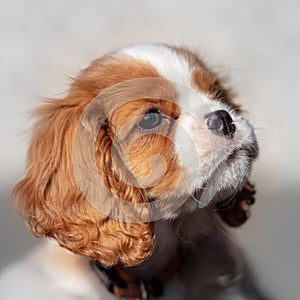 10 weeks old cavalier king charles spaniel