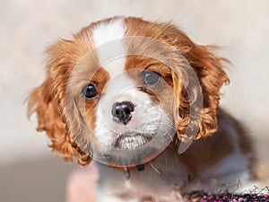 10 weeks old cavalier king charles spaniel