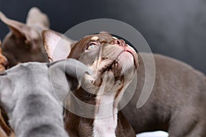 10 weeks old New Schade Mocca Orange Tan colored French Bulldog puppy looking up