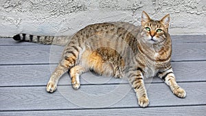 10-Years-Old Tabby Cat Male Lying Down and Looking at Camera