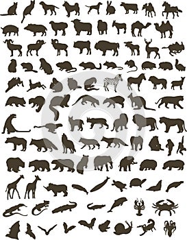 100 animals