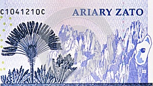 100 Ariary banknote, Bank of Madagascar. Fragment: Ravinala Palm the Traveller`s Tree Ravenala madagascariensis at Tsingy de