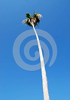 100 Foot Tall Date Palm Tree