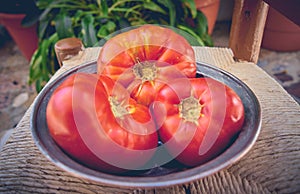 100% natural organic tomatoes from the garden. Large non-transgenic tomatoes