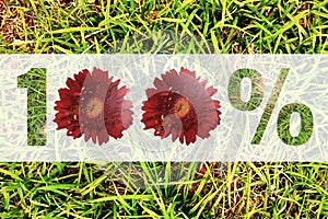 100% sign made flowers isolated on green grass background.
