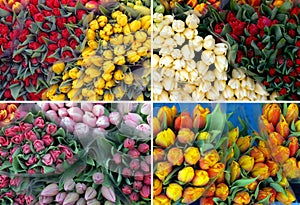 100 Valentine tulips