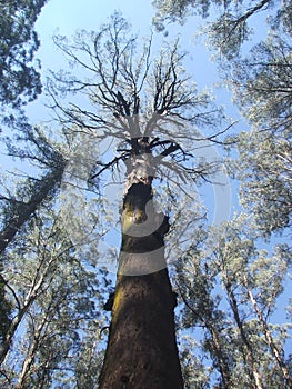 100-years-old eucaliptus tree in Australia
