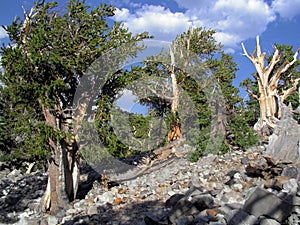 1000 or more year old bristle cone pine