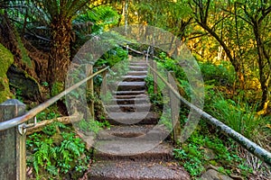 1000 steps in Dandenong ranges, Victoria, Australia