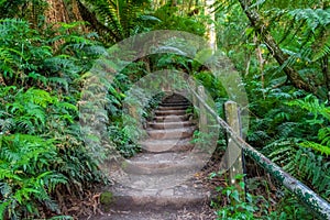 1000 steps in Dandenong ranges, Victoria, Australia