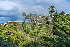 1000 years old Drago tree and Church of Mayor de San Marcos in the old town at Icod de los Vinos, Tenerife, Canary islands, Spain