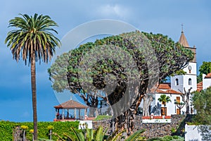 1000 years old Drago tree and Church of Mayor de San Marcos in the old town at Icod de los Vinos, Tenerife, Canary islands, Spain