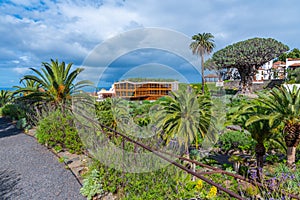 1000 years old Drago tree and Church of Mayor de San Marcos in the old town at Icod de los Vinos, Tenerife, Canary islands, Spain