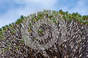 1000 years old Drago tree at Icod de los Vinos, Tenerife, Canary islands, Spain