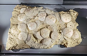 10000 Years Fossil Stone Rock France Scutella Sp Echinoderm Sand Dollar Holocene Geology Shell Clams Nature