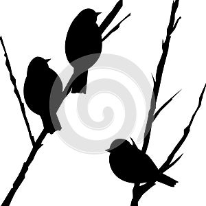 1012 birds, background with silhouettes of birds on the branches