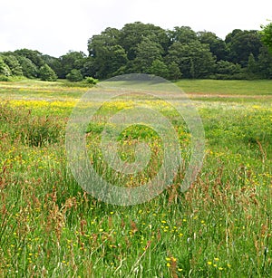 1066 Battlefield covered in spring flowers, Battle, East Sussex UK 