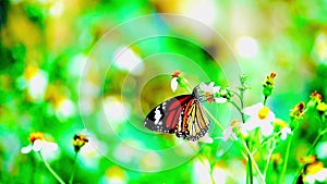 1080p super slow motion Thai beautiful butterfly on meadow flowers nature outdoor