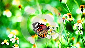 1080p super slow motion Thai beautiful butterfly on meadow flowers nature outdoor