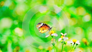 1080p super slow motion Thai beautiful butterfly on meadow flowers nature outdoor