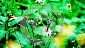 1080p super slow motion Thai beautiful butterfly on meadow flowers nature outdoor