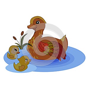 1083 duck, vector illustration, isolate on a white background, image of a duck on water in a cartoon style in color