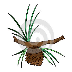 1111 cone, vector illustration, branch of a pine tree, a fir tree with a cone, an isolate on a white background