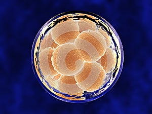 12 Cell Embryo within Membrane photo