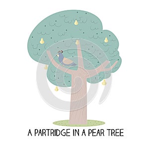 12 day of christmas - a partridge in a pear tree