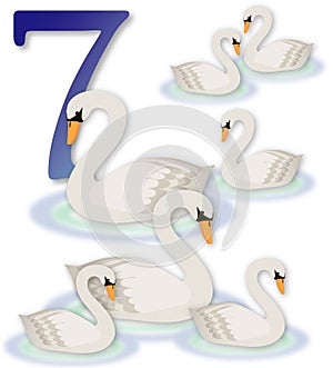 12 Days of Christmas: 7 Swans a Swimming photo