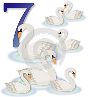  12 días de7cisnes nadar 